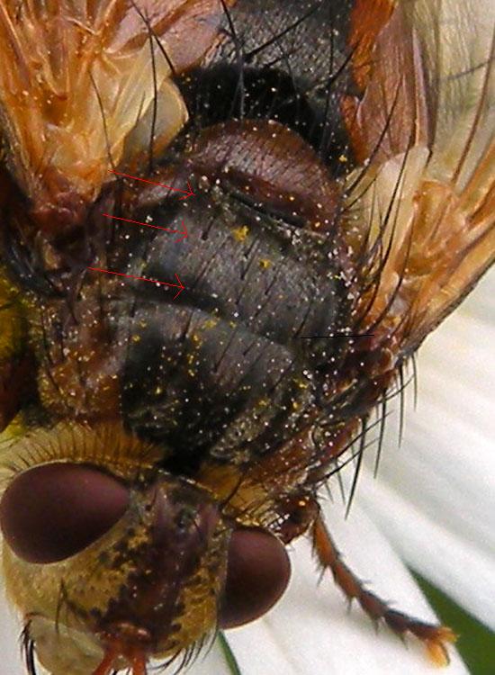 Tachina cf magnicornis ♂ e ♀ (Tachinidae)
